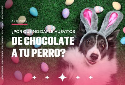¿Por qué no darle huevitos de chocolate a tu perro?